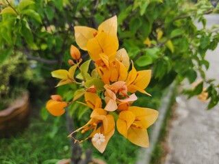 Fototapeta premium Bugenvil orange flower blooming garden