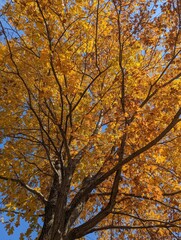 Beautiful golden yellow fall leaves shine in the bright afternoon sunshine