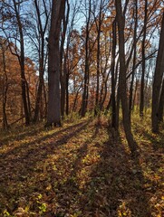 Obraz premium Sunset streams through the trees in this Iowa forest in the late afternoon highlighting all of the beauty in the fall woods. Leaves coat the forest floor and still hang onto the trees. 