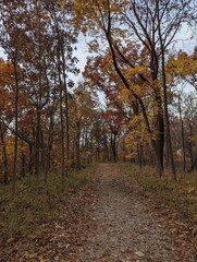 An overcast sky in the late autumn casts a gloomy mood over the Iowa woodland forest area. 