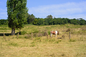 Caballo pastando en ladera demonte