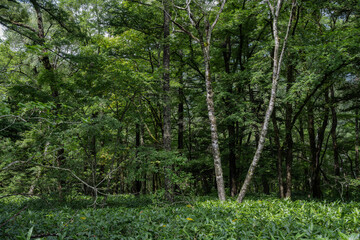 Fototapeta premium 夏の上高地，遊歩道の景観／長野県