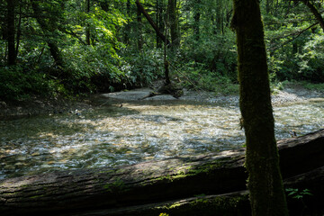 夏の上高地，遊歩道の景観／長野県