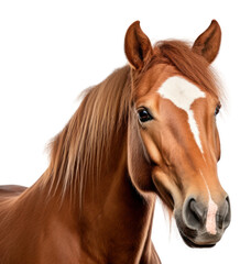Obraz premium PNG Horse animal mammal white background.