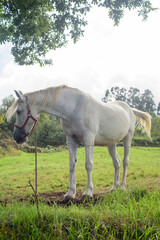 Obraz premium Caballo blanco en ladera de monte verde