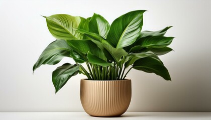 A lush green houseplant in a beige pot, isolated on a white background. The plant has large, vibrant leaves.