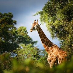 Obraz premium giraffe in the wild