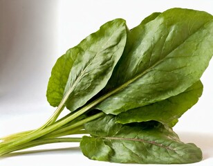 Frische Kr&auml;uter