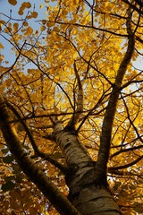 Fototapeta premium Autumn White Poplar