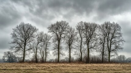 Obraz premium Group of leafless trees under a brooding gray sky, perfect for depicting the stark beauty of winter's end
