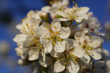 Plum Tree Blossom