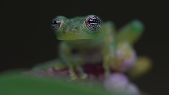 Teratohyla spinosa, Spiny Glass Frog,  sitting on the white and red flower bloom in the tropic forest. in nature habitat. Frog from Costa Rica. Wildlife scene from tropic nature.