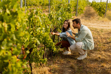 Joyful couple harvesting grapes together in a sunlit vineyard during a beautiful afternoon in late...