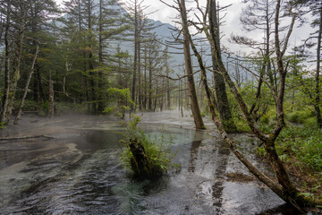 夏の上高地，岳沢湿原／長野県