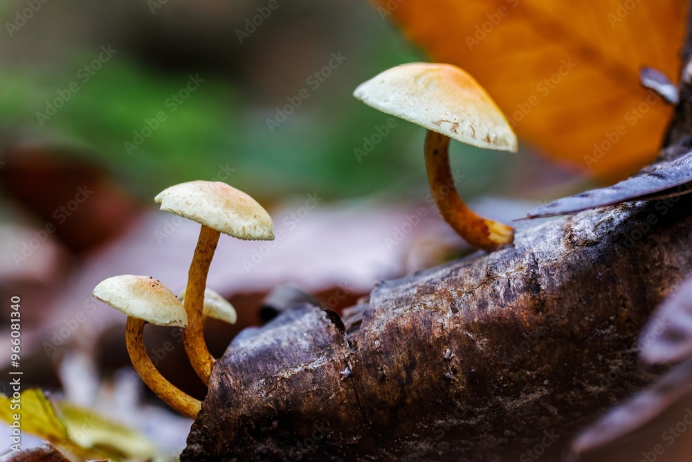 Wall mural mushroom on a tree