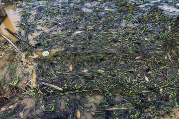 View of irrigation canal with weeds and debris flowing together with strong flowing dirty brown water due to soil and mud from forest after heavy rains and floods. La Nina crisis, Water pollution.