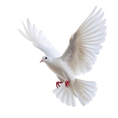 Obraz premium white dove isolated on transparent background.png 