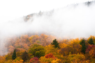 Autumn forest in fog