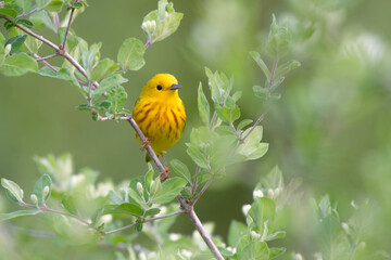 Yellow Warbler