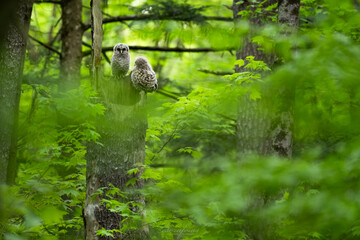 Barred owl chicks