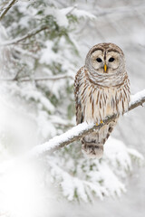Barred owl