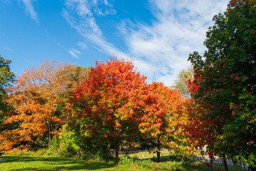 New york autumn. Autumn nature in Central park. Seasonal fall landscape. Park autumn tree and pond in New York. Scenic fall. Central park in autumn. Autumn landscape with pond. Fall nature landscape