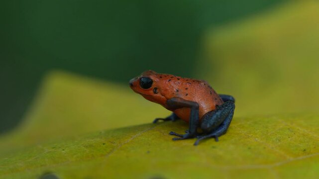 Red Strawberry poison dart frog, Dendrobates pumilio, in the nature habitat, Costa Rica. Close-up portrait poison red frog. Rare amphibian in tropic. Wildlife jungle. Frog in the forest, blue jeans.
