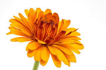 Beautiful orange calendula flower on white background