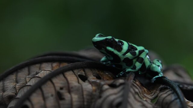 Costa Rica wildlife. Green Black Poison Dart Frog, Dendrobates auratus, in nature habitat. Beautiful motley frog from tropic forest in Central America.  Costa Rica tropic wildlife. Frog in dark forest