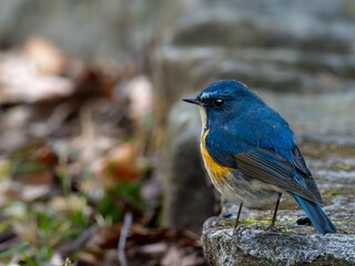 地面に降りてエサを探しているルリビタキの雄
