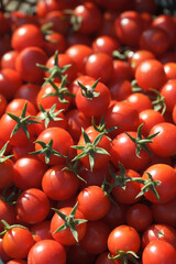 The row of organic red cherry tomatoes from the gardens. Group of fresh tomatoes
