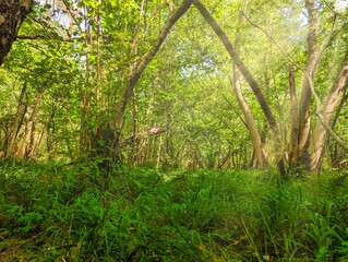 Forested woodland areas in summer UK Europe trees green and blooming 