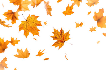 PNG Autumn leaves backgrounds autumn maple.