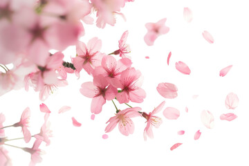 PNG Blossoms blossom backgrounds outdoors.