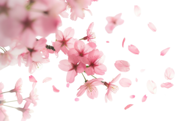PNG Blossoms blossom backgrounds outdoors.