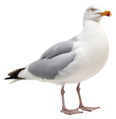 Fototapeta premium PNG Gull bird seagull animal white.