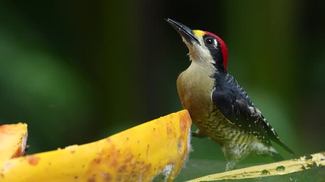 Woodpecker on the fruit feeder. Black-cheeked Woodpecker, animal behaviour, sitting on the branch with nest hole, bird in the nature habitat, Talamanca, Costa Rica.