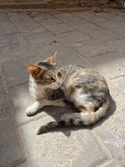 Fototapeta premium chat errand dans les rues de Fès 