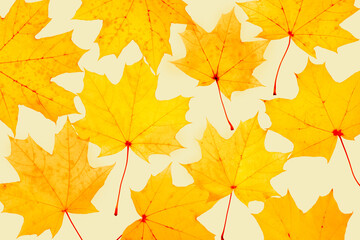 Autumn minimal image with autumn yellow maple leaf with natural texture, botanical design background, pattern on beige. Fall aesthetic photography with macro leaves, seasonal autumnal foliage