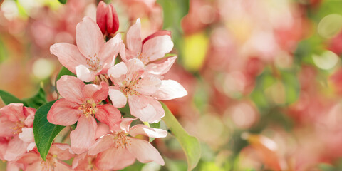 Beautiful apple tree branch at sunlight, spring blooming pink red flowers on blurred background, wide banner with copy space. Aesthetic nature scenic photo, close up fresh blooms at daylight