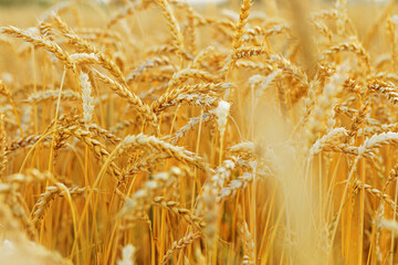 Close-up view of golden wheat field in full bloom, warm hues and texture of ripe wheat stalks swaying in breeze, golden hour sunlight, Aesthetic rural landscape, rich harvest, nature scene
