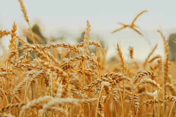 Fototapeta premium Wheat ears in field close up at sunlight, crops nature background. Golden yellow ripe wheat, rich harvest in agricultural field. Beautiful Scenery at sunset. Soft focus photography, rural scene