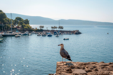 Obraz premium A seagull sits on a stone wall on the background of sea bay