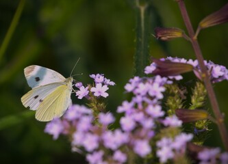 Pieris brassicae butterfly, the large white, also called cabbage butterfly, cabbage white, cabbage moth