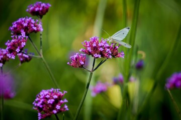 Pieris brassicae butterfly, the large white, also called cabbage butterfly, cabbage white, cabbage moth