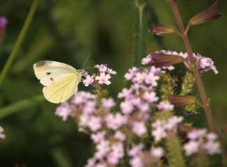 Pieris brassicae butterfly, the large white, also called cabbage butterfly, cabbage white, cabbage moth