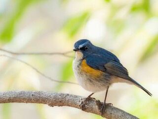 森の中の木陰で枝に留まって周りを見渡しているルリビタキの雄
