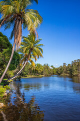 Beautiful view of river and palms in Laguna del Tesoro, Cuba