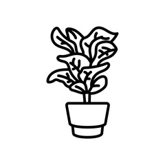 Weeping Fig Outline Icon, Vector illustration