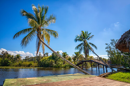 Beautiful view of river and palms in Laguna del Tesoro, Cuba